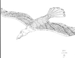 Drawing of Fantasy Bird of Prey