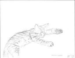 Drawing of kitten named Amethyst